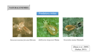 NATURALENEMIES
(Desai et al., 2009)
(Sarkar, 2011)
Amblyseius largoensis Muma Neoseiulus mumai DenmarkSteneotarsonemus furcatus DeLeon.
Predatory mites
 