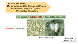 CN: Silver leaf whitefly
SN: Bemisia argentifolii (Bellows and Perring)
. Bemisia tabaci Biotype B / M|EAM
(Aleyrodidae: Homoptera)
(Kedar, 2014)
(Kranthi, 2015)
Silver leaf whitefly
First noticed in October 1999 in Kolar district, Karnataka
Main Host: Tomato etc.
 