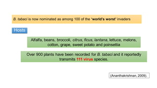 B. tabaci is now nominated as among 100 of the ‘world’s worst’ invaders
Over 900 plants have been recorded for B. tabaci and it reportedly
transmits 111 virus species.
(Ananthakrishnan, 2009).
Hosts
Alfalfa, beans, broccoli, citrus, ficus, lantana, lettuce, melons,
cotton, grape, sweet potato and poinsettia
 