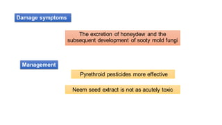 The excretion of honeydew and the
subsequent development of sooty mold fungi
Pyrethroid pesticides more effective
Neem seed extract is not as acutely toxic
Damage symptoms
Management
 