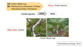 CN: Cotton Mealy bug
SN: Phenacoccus solenopsis (Tinsley)
(Pseudococcidae; Hemiptera)
Origin: North America
(Maruthaduraiand Singh, 2015)
2004North America India
Cotton Mealy bug
Main Host: Cotton
 