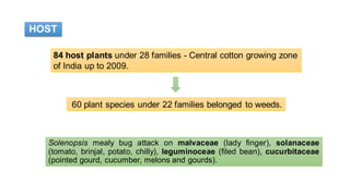 HOST
Solenopsis mealy bug attack on malvaceae (lady finger), solanaceae
(tomato, brinjal, potato, chilly), leguminoceae (filed bean), cucurbitaceae
(pointed gourd, cucumber, melons and gourds).
84 host plants under 28 families - Central cotton growing zone
of India up to 2009.
60 plant species under 22 families belonged to weeds.
 