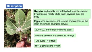 Description
Nymphs and adults are soft bodied insects covered
by a mass of mealy white waxy covering over the
body
Eggs seen on stems, soil, cracks and crevices of the
stem and inside crumpled leaves
10-15 generations / year
Life cycle - 45 days
Nymphs develop into adults in 30 days
(500-600) are orange coloured eggs
 