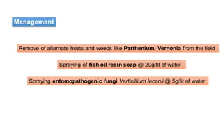 Management
Remove of alternate hosts and weeds like Parthenium, Vernonia from the field
Spraying of fish oil resin soap @ 20g/lit of water
Spraying entomopathogenic fungi Verticillium lecanii @ 5g/lit of water
 