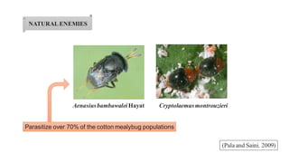 NATURALENEMIES
(Pala and Saini, 2009)
Aenasiusbambawalei Hayat Cryptolaemusmontrouzieri
Parasitize over 70% of the cotton mealybug populations
 