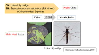 CN: Lotus Lily midge
SN: Stenochironomus nelumbus (Tok & Kur)
(Chironomidae: Diptera)
Origin: China
(Deepu and Habeeburrahman,2008)
2005China Kerala, India
Lotus Lily midge
Main Host: Lotus
 