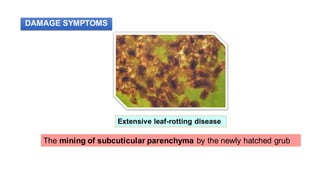 Extensive leaf-rotting disease
The mining of subcuticular parenchyma by the newly hatched grub
DAMAGE SYMPTOMS
 