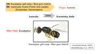 CN: Eucalyptus gall wasp / Blue gum chalcid
SN: Leptocybe invasa (Fisher and Lasalle)
(Eulophidae: Hymenotpera)
Origin: Australia
(Ananthakrishnan,2009)
(Senthilkumar et al., 2013)
2006Australia Karnataka, India
Eucalyptus gall wasp / Blue gum chalcid
Main Host: Eucalyptus
 