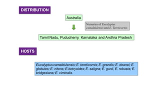 DISTRIBUTION
Australia
Tamil Nadu, Puducherry, Karnataka and Andhra Pradesh
Nurseries of Eucalyptus
camaldulensis and E. Tereticornis
Eucalyptus camaldulensis; E. tereticornis; E. grandis; E. deanei; E.
globules; E. nitens; E.botryoides; E. saligna; E. gunii, E. robusta; E.
bridgesiana; E. viminalis.
HOSTS
 
