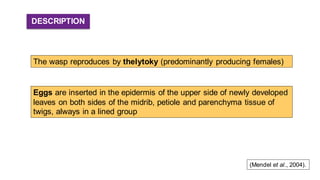 (Mendel et al., 2004).
DESCRIPTION
Eggs are inserted in the epidermis of the upper side of newly developed
leaves on both sides of the midrib, petiole and parenchyma tissue of
twigs, always in a lined group
The wasp reproduces by thelytoky (predominantly producing females)
 