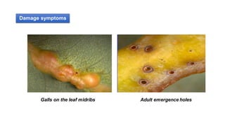 Damage symptoms
Galls on the leaf midribs Adult emergence holes
 