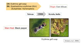 CN: Erythrina gall wasp
SN: Quadrastichus erythrinae (Kim)
(Eulophidae: Hymenoptera)
Origin: East African
(Faizal, et al., 2006)
2006Taiwan Kerala, India
Erythrina gall wasp
Main Host: Black pepper
 
