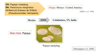 CN: Papaya mealybug
SN: Paracoccus marginatus
(Williams & Granara de Willink)
(Pseudococcidae: Hemiptera)
Origin: Mexico / Central America
(Muniappanet al., 2009)
2008Mexico Coimbatore, TN, India
Papaya mealybug
(Miller et al. 1999)
Main Host: Papaya
 