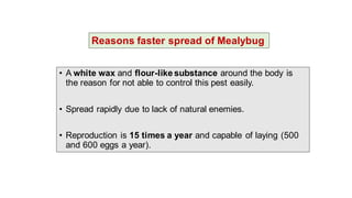 • A white wax and flour-like substance around the body is
the reason for not able to control this pest easily.
• Spread rapidly due to lack of natural enemies.
• Reproduction is 15 times a year and capable of laying (500
and 600 eggs a year).
Reasons faster spread of Mealybug
 