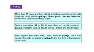 Hosts
More than 25 genera of host plants, including several economically
important plants such as papaya, citrus, yams, cassava, hibiscus,
and several other unconfirmed hosts.
Initial reports from Tamil Nadu, India, were on papaya, but it was
recently found to be attacking cotton for the first time in Coimbatore,
Tamil Nadu
Severe infestation (80 to 90 %) was observed on the crops viz.,
papaya, mulberry, tapioca, brinjal, tomato, bhendi and flower crops.
 
