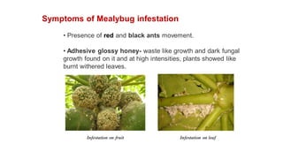 Symptoms of Mealybug infestation
• Presence of red and black ants movement.
• Adhesive glossy honey- waste like growth and dark fungal
growth found on it and at high intensities, plants showed like
burnt withered leaves.
Infestation on fruit Infestation on leaf
 