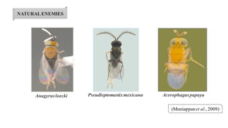 NATURALENEMIES
Anagyrusloecki Pseudleptomastixmexicana Acerophaguspapaya
(Muniappanet al., 2009)
 