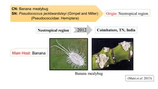 CN: Banana mealybug
SN: Pseudococcus jackbeardsleyi (Gimpel and Miller)
(Pseudococcidae: Hemiptera)
Origin: Neotropical region
(Mani et al. 2013)
2012Neotropical region Coimbatore, TN, India
Banana mealybug
Main Host: Banana
 