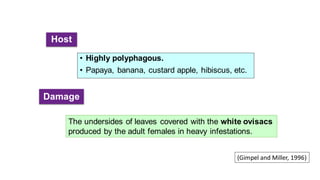 Host
• Highly polyphagous.
• Papaya, banana, custard apple, hibiscus, etc.
The undersides of leaves covered with the white ovisacs
produced by the adult females in heavy infestations.
Damage
(Gimpel and Miller, 1996)
 