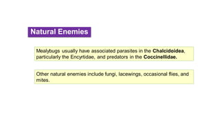 Natural Enemies
Other natural enemies include fungi, lacewings, occasional flies, and
mites.
Mealybugs usually have associated parasites in the Chalcidoidea,
particularly the Encyrtidae, and predators in the Coccinellidae.
 