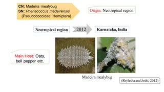 CN: Madeira mealybug
SN: Phenacoccus madeirensis
(Pseudococcidae: Hemiptera)
Origin: Neotropical region
(Shylesha and Joshi, 2012)
2012Neotropical region Karnataka, India
Madeira mealybug
Main Host: Oats,
bell pepper etc.
 
