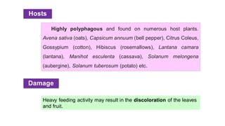 Highly polyphagous and found on numerous host plants.
Avena sativa (oats), Capsicum annuum (bell pepper), Citrus Coleus,
Gossypium (cotton), Hibiscus (rosemallows), Lantana camara
(lantana), Manihot esculenta (cassava), Solanum melongena
(aubergine), Solanum tuberosum (potato) etc.
Hosts
Damage
Heavy feeding activity may result in the discoloration of the leaves
and fruit.
 