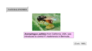 NATURALENEMIES
Acerophagus pallidus from California, USA, was
introduced to control P. madeirensis in Bermuda.
(Cock, 1985)
 