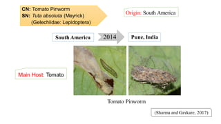 CN: Tomato Pinworm
SN: Tuta absoluta (Meyrick)
(Gelechiidae: Lepidoptera)
Origin: South America
(Sharma and Gavkare, 2017)
2014South America Pune, India
Tomato Pinworm
Main Host: Tomato
 
