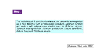 Host
The main host of T. absoluta is tomato, but potato is also reported
as a host together with Lycopersicon hirsutum, Solanum lyratum
and various wild solanaceous species such as Solanum nigrum,
Solanum elaeagnifolium, Solanum puberulum, Datura stramoniu,
Datura ferox and Nicotiana glauca.
(Galarza, 1984; Notz, 1992)
 