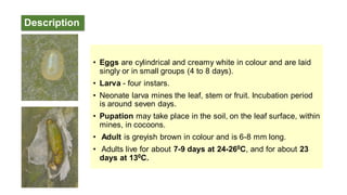 Description
• Eggs are cylindrical and creamy white in colour and are laid
singly or in small groups (4 to 8 days).
• Larva - four instars.
• Neonate larva mines the leaf, stem or fruit. Incubation period
is around seven days.
• Pupation may take place in the soil, on the leaf surface, within
mines, in cocoons.
• Adult is greyish brown in colour and is 6-8 mm long.
• Adults live for about 7-9 days at 24-260C, and for about 23
days at 130C.
 