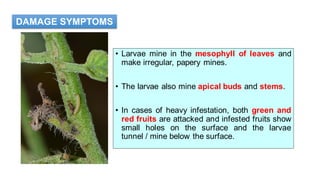• Larvae mine in the mesophyll of leaves and
make irregular, papery mines.
• The larvae also mine apical buds and stems.
• In cases of heavy infestation, both green and
red fruits are attacked and infested fruits show
small holes on the surface and the larvae
tunnel / mine below the surface.
DAMAGE SYMPTOMS
 