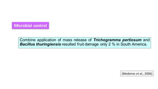 Combine application of mass release of Trichogramma pertiosum and
Bacillus thuringiensis resulted fruit damage only 2 % in South America.
Microbial control
(Medeiros et al., 2006)
 