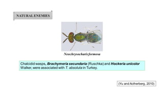 Neochrysocharisformosa
NATURALENEMIES
Chalcidid wasps, Brachymeria secundaria (Ruschka) and Hockeria unicolor
Walker, were associated with T. absoluta in Turkey.
(Yu and Actherberg, 2010)
 