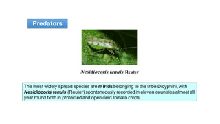 Nesidiocoris tenuis Reuter
The most widely spread species are mirids belonging to the tribe Dicyphini, with
Nesidiocoris tenuis (Reuter) spontaneously recorded in eleven countries almost all
year round both in protected and open-field tomato crops.
Predators
 