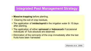 Integrated Pest Management Strategy
• Massive trapping before planting,
• Clearing the soil of crop residues,
• The application of imidacloprid in the irrigation water 8- 10 days
after planting,
• The application of either spinosad or Indoxacarb if occasional
individuals of Tuta absoluta are observed.
• Elimination of the remnants of the crop immediately after the last
fruits have been harvested
(Robredo et al., 2008)
 