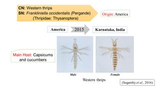 CN: Western thrips
SN: Frankliniella occidentalis (Pergande)
(Thripidae: Thysanoptera)
Origin: America
(Suganthy et al., 2016)
2015America Karnataka, India
Western thrips
Male Female
Main Host: Capsicums
and cucumbers
 
