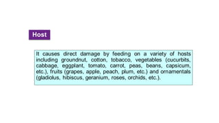 Host
It causes direct damage by feeding on a variety of hosts
including groundnut, cotton, tobacco, vegetables (cucurbits,
cabbage, eggplant, tomato, carrot, peas, beans, capsicum,
etc.), fruits (grapes, apple, peach, plum, etc.) and ornamentals
(gladiolus, hibiscus, geranium, roses, orchids, etc.).
 
