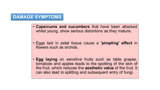 • Capsicums and cucumbers that have been attacked
whilst young, show serious distortions as they mature.
• Eggs laid in petal tissue cause a 'pimpling' effect in
flowers such as orchids.
• Egg laying on sensitive fruits such as table grapes,
tomatoes and apples leads to the spotting of the skin of
the fruit, which reduces the aesthetic value of the fruit. It
can also lead to splitting and subsequent entry of fungi.
DAMAGE SYMPTOMS
 