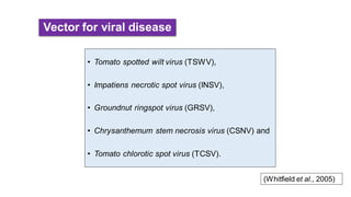 Vector for viral disease
• Tomato spotted wilt virus (TSWV),
• Impatiens necrotic spot virus (INSV),
• Groundnut ringspot virus (GRSV),
• Chrysanthemum stem necrosis virus (CSNV) and
• Tomato chlorotic spot virus (TCSV).
(Whitfield et al., 2005)
 