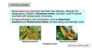 • Hymenopterous parasites has been less effective, although the
polyphagous eulophid, Ceranisus menes, has been used in several
countries with varying levels of success.
• Fungal pathogens and nematodes, such as Beauveria
bassiana and Steinernema feltiae, are also being commercially used.
Amblyseius swirskii Neoseiulus cucumeris
(Predatory mites)
(Buitenhuis and Shipp, 2006)
NATURALENEMIES
 