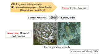 CN: Rugose spiralling whitefly
SN: Aleurodicus rugioperculatus (Martin)
(Aleyrodidae Hemiptera)
Origin: Central America
(Sundararajand Selvaraj, 2017)
2016Central America Kerala, India
Rugose spiralling whitefly
Main Host: Coconut
and banana
 