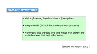 • sticky, glistening liquid substance (honeydew)
• sooty moulds (disrupt the photosynthesis process)
• Honeydew also attracts ants and wasps that protect the
whiteflies from their natural enemies
(Stocks and Hodges, 2012)
DAMAGE SYMPTOMS
 