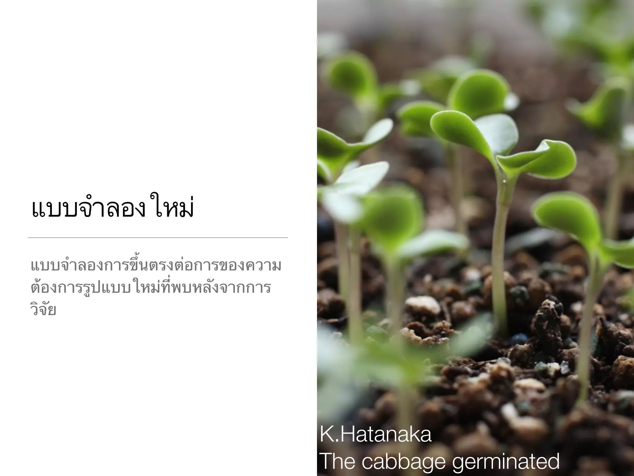 แบบจำลองใหม่
แบบจำลองการขึ้นตรงต่อการของความ
ต้องการรูปแบบใหม่ที่พบหลังจากการ
วิจัย
K.Hatanaka
The cabbage germinated
 