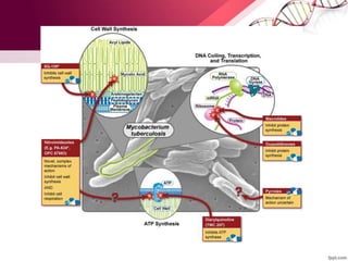 MOLECULAR BASIS & MECHANISMS OF DRUG RESISTANCE IN MYCOBACTERIUM ...