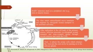 RABV infection starts at a peripheral site (e.g.,
skin or muscle tissue).
The virus enters unmyelinated nerve terminals
and migrates by retrograde axonal transport to
the neuronal cell body.
After replication in the cell body of the primary
neuron, infection proceeds via retrograde axonal
transport and trans-synaptic spread through
several neurons and reach the CNS.
Then it infects the acinar cells which releases
the virus into the oral cavity by passing on to the
salivary glands.
10
Dietzschold, B., Schnell, M., & Koprowski, H. (2005). Pathogenesis of rabies. In The World of Rhabdoviruses (pp. 45-56). Springer Berlin Heidelberg.
 