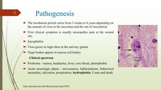 Pathogenesis
 The incubation period varies from 2 weeks to 6 years depending on
the amount of virus in the inoculum and the site of inoculation
 First clinical symptom is usually neuropathic pain at the wound
site.
 Encephalitis
 Virus grows to high titers in the salivary glands
 Negri bodies appear in neuron cell bodies
Clinical spectrum
 Prodrome - nausea, headaches, fever, sore throat, photophobia
 Acute neurologic phase - nervousness, hallucinations, behavioral
anomalies, salivation, perspiration, hydrophobia, Coma and death.
12
http://peir.path.uab.edu/library/picture.php?/9055
 
