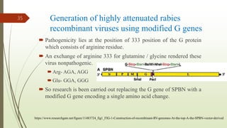 Generation of highly attenuated rabies
recombinant viruses using modified G genes
 Pathogenicity lies at the position of 333 position of the G protein
which consists of arginine residue.
 An exchange of arginine 333 for glutamine / glycine rendered these
virus nonpathogenic.
Arg- AGA, AGG
Glu- GGA, GGG
 So research is been carried out replacing the G gene of SPBN with a
modified G gene encoding a single amino acid change.
35
https://www.researchgate.net/figure/11483724_fig1_FIG-1-Construction-of-recombinant-RV-genomes-At-the-top-A-the-SPBN-vector-derived
 