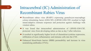Intracerebral (IC) Administration of
Recombinant Rabies Virus
 Recombinant rabies virus (RABV) expressing granulocyte-macrophage
colony-stimulating factor (GM-CSF) (LBNSE-GM-CSF) resulted in high
innate/adaptive immune responses and protection against challenge with
virulent rabies.
 It was found that intracerebral administration of LBNSE-GM-CSF,
protected mice from developing rabies as late as day 5 after infection.
 It resulted in significantly higher levels of chemokine/cytokine expression,
infiltration of more inflammatory and immune cells into the CNS .
 Enhanced blood-brain barrier (BBB) permeability and increase in virus
neutralizing antibodies (VNA).
36
 