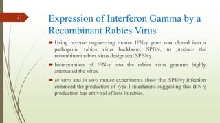Expression of Interferon Gamma by a
Recombinant Rabies Virus
 Using reverse engineering mouse IFN-γ gene was cloned into a
pathogenic rabies virus backbone, SPBN, to produce the
recombinant rabies virus designated SPBNγ.
 Incorporation of IFN-γ into the rabies virus genome highly
attenuated the virus.
 In vitro and in vivo mouse experiments show that SPBNγ infection
enhanced the production of type I interferons suggesting that IFN-γ
production has antiviral effects in rabies.
37
 