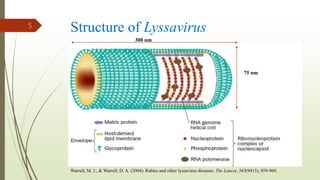 Structure of Lyssavirus5
Warrell, M. J., & Warrell, D. A. (2004). Rabies and other lyssavirus diseases. The Lancet, 363(9413), 959-969.
75 nm
300 nm
 